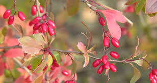 Attēlu rezultāti vaicājumam “Berberis vulgaris”