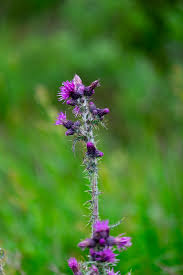 Attēlu rezultāti vaicājumam “Cirsium palustre flower”