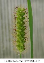 Attēlu rezultāti vaicājumam “Setaria glauca”
