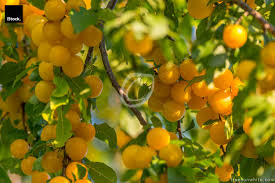 Attēlu rezultāti vaicājumam “Prunus domestica subsp. insitita fruit”