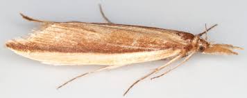 Attēlu rezultāti vaicājumam “Donacaula mucronella”