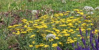Image result for Achillea filipendulina