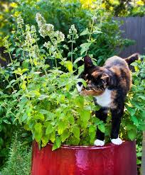 Image result for Nepeta cataria