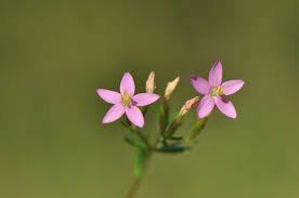 Image result for Centaurium erythraea