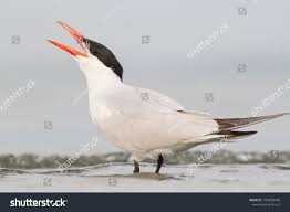 Attēlu rezultāti vaicājumam “Hydroprogne caspia”