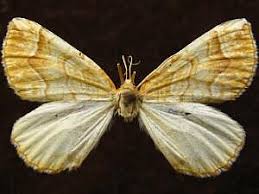 Attēlu rezultāti vaicājumam “Eulithis mellinata”