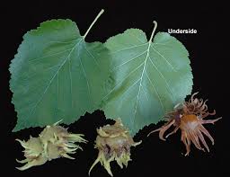 Attēlu rezultāti vaicājumam “Corylus colurna”