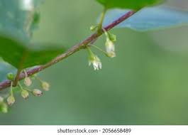 Attēlu rezultāti vaicājumam “Frangula alnus bud”