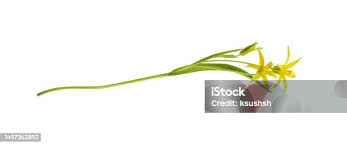 Attēlu rezultāti vaicājumam “Gagea lutea bud”