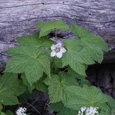Attēlu rezultāti vaicājumam “Rubus parviflorus”