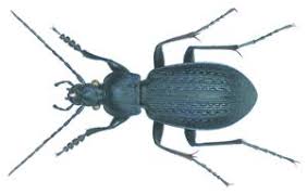 Attēlu rezultāti vaicājumam “Carabus arcensis”