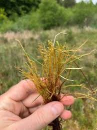 Attēlu rezultāti vaicājumam “Straminergon stramineum”