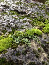 Attēlu rezultāti vaicājumam “Asplenium ruta-muraria”