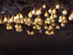 Attēlu rezultāti vaicājumam “Trichia crateriformis spores”