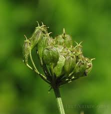 Attēlu rezultāti vaicājumam “Heracleum sphondylium subsp. sibiricum”
