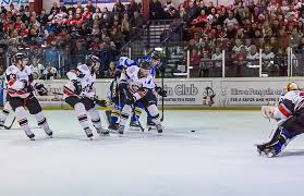 Image result for Basingstoke Bison Ice Hockey Club