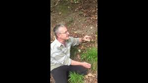 Attēlu rezultāti vaicājumam “Luzula pilosa fruit”