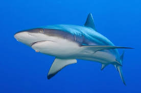 Image result for Carcharhinus amblyrhynchos