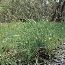 Attēlu rezultāti vaicājumam “Brachypodium sylvaticum leaf”