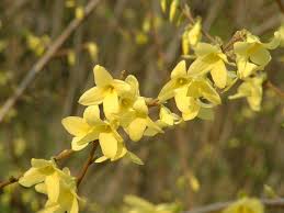 Attēlu rezultāti vaicājumam “Forsythia suspensa flower”
