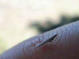 Attēlu rezultāti vaicājumam “Coleophoridae”