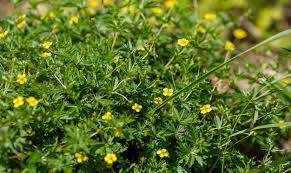 Attēlu rezultāti vaicājumam “Potentilla erecta flower”