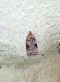 Attēlu rezultāti vaicājumam “Hypenodes humidalis”