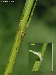 Attēlu rezultāti vaicājumam “Carex flava”