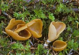 Attēlu rezultāti vaicājumam “Otidea onotica”