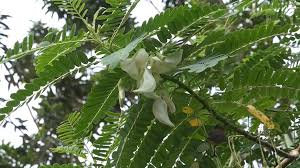 Attēlu rezultāti vaicājumam “Badhamia dubia sessile”