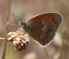 Attēlu rezultāti vaicājumam “Seligeria donniana sporophyte”