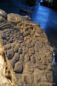 Attēlu rezultāti vaicājumam “Diderma roanense stalked”