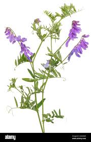 Attēlu rezultāti vaicājumam “Vicia cracca”