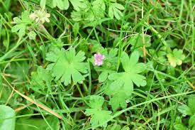 Attēlu rezultāti vaicājumam “Geranium molle leaf”