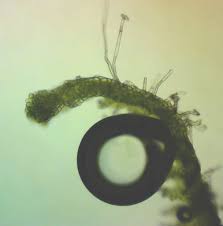 Attēlu rezultāti vaicājumam “Cephalozia catenulata”