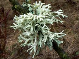 Attēlu rezultāti vaicājumam “Evernia prunastri”