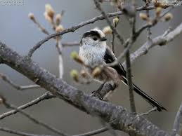 Attēlu rezultāti vaicājumam “Aegithalos caudatus adult”