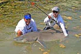 Image result for Negaprion brevirostris