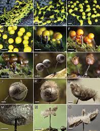 Attēlu rezultāti vaicājumam “Diderma radiatum plasmodium”
