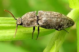 Attēlu rezultāti vaicājumam “Agrypnus murinus”