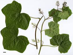 Attēlu rezultāti vaicājumam “Menispermum dauricum leaf”