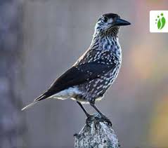 Image result for Nucifraga caryocatactes