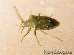 Attēlu rezultāti vaicājumam “Pentatomidae”