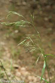 Attēlu rezultāti vaicājumam “Festuca gigantea”