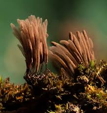 Attēlu rezultāti vaicājumam “Stemonitis splendens macro”