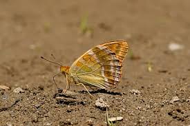 Attēlu rezultāti vaicājumam “Argynnis paphia female”