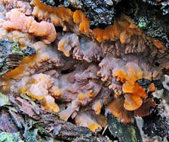 Attēlu rezultāti vaicājumam “Phlebia serialis”