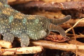 Attēlu rezultāti vaicājumam “Hadula trifolii”