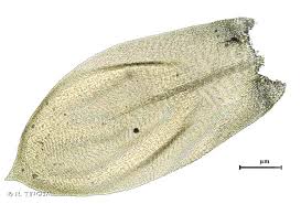Attēlu rezultāti vaicājumam “Isothecium alopecuroides”
