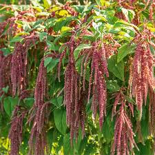 Image result for Fuchsschwanz